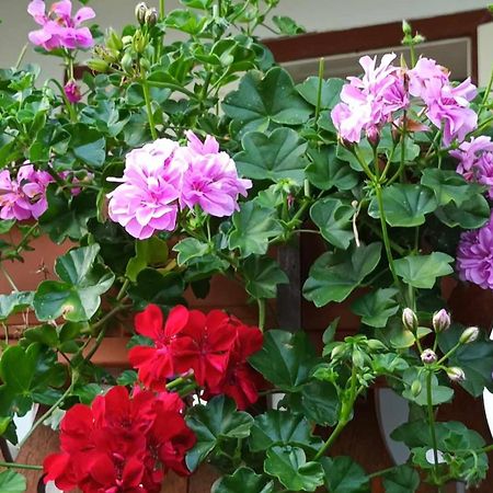 Casa De Vacanta Zsenik Vendeghaz 소바타 외부 사진