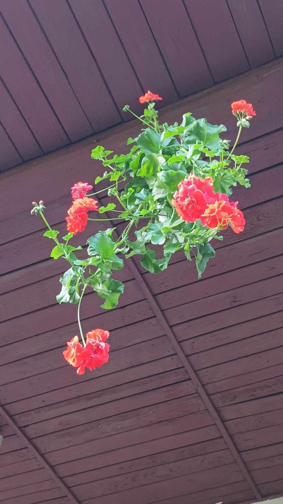 Casa De Vacanta Zsenik Vendeghaz 소바타 외부 사진